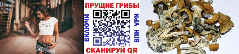 Псилоцибиновые грибы Psilocybe Магадан
